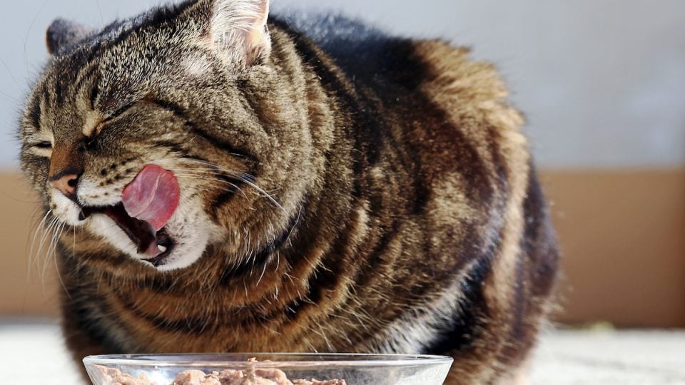 cat food for sensitive stomachs
