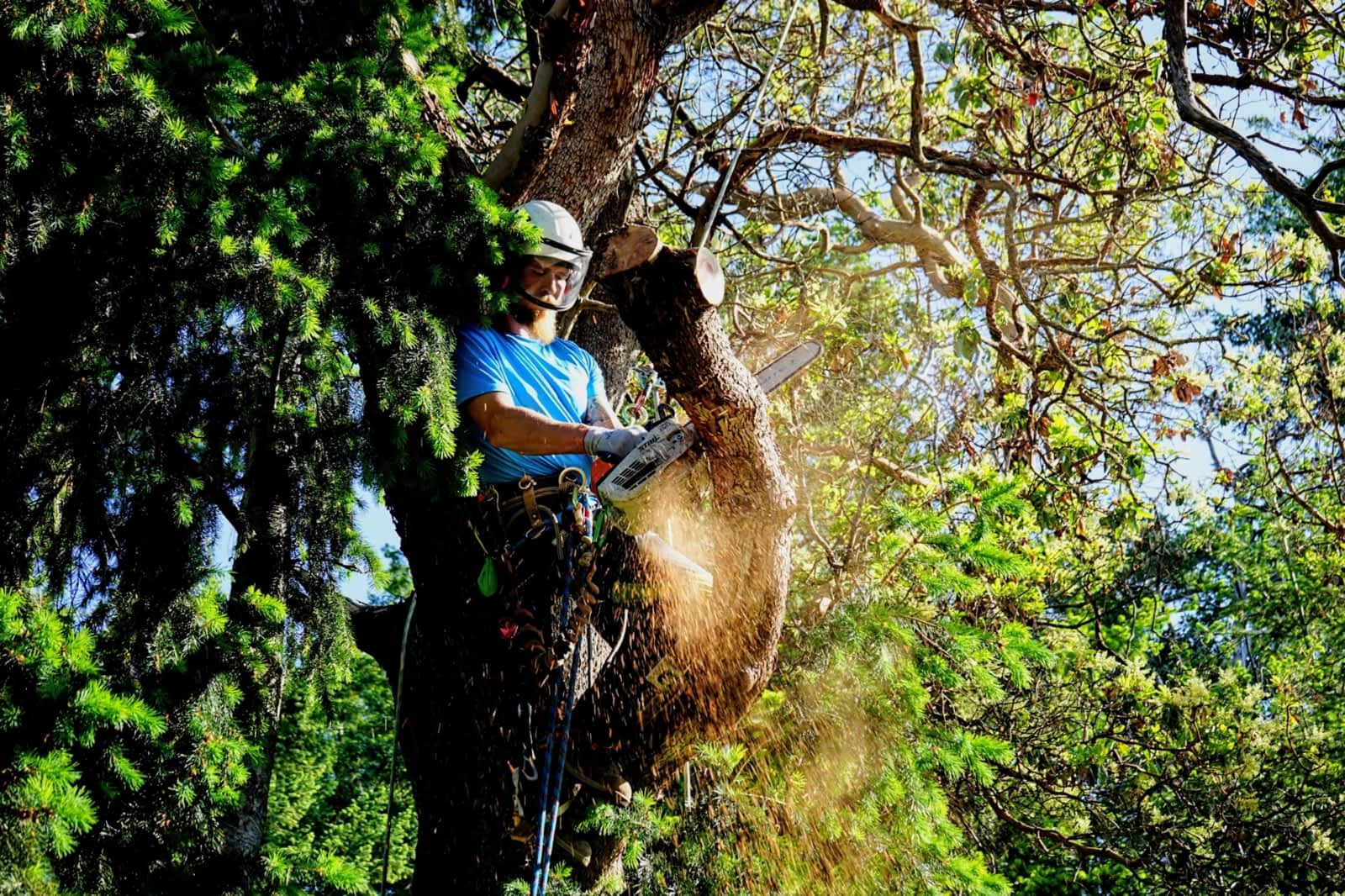 Tree service